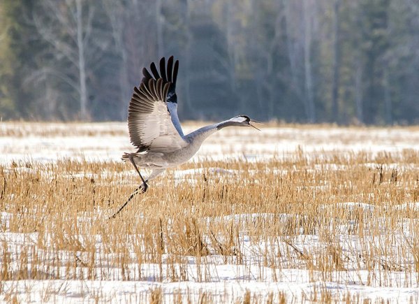 Серый журавль Клин