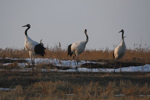 Журавли весной