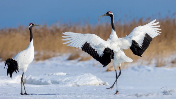 Журавль-красавка Сихотэ Алинь
