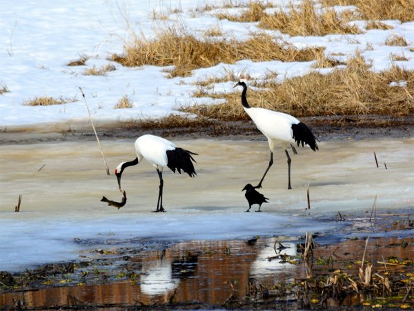 Японский журавль остров Кунашир