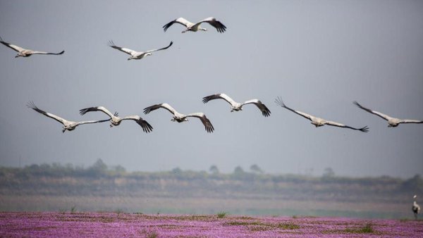 Журавль Перелетная птица