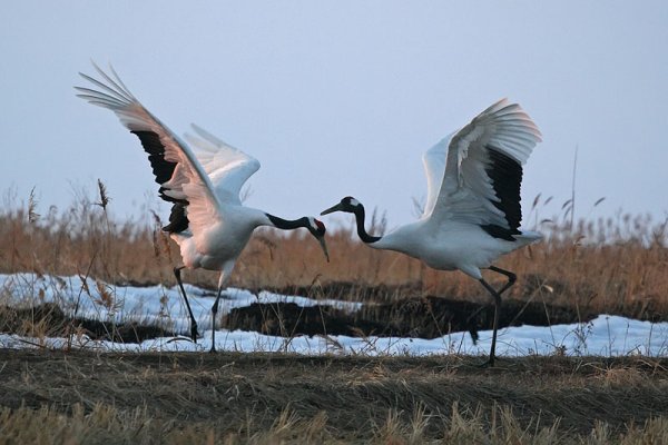 Птицы Ханкайского заповедника