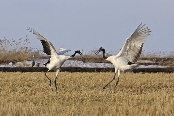 Ханкайский заповедник японский журавль