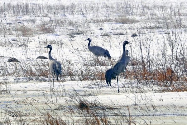 Журавли прилетают весной
