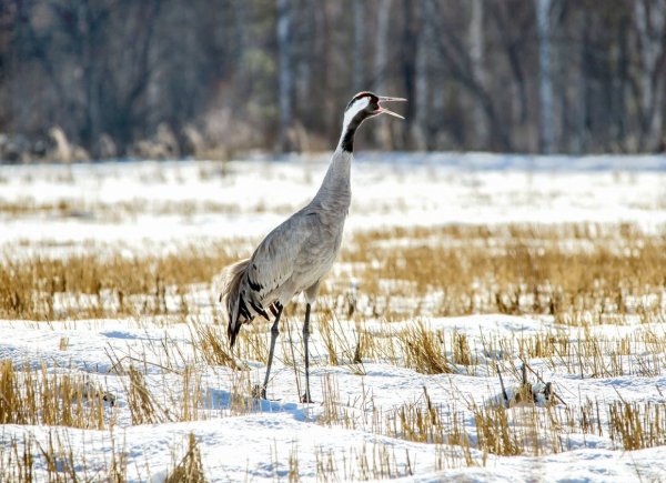 Серые Журавли в тундре