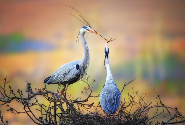 Красивые Журавли