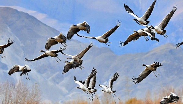 Журавли прилетели