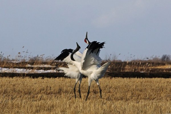 Танец Кыталык Стерх