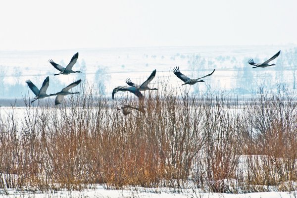 Журавли прилетают весной