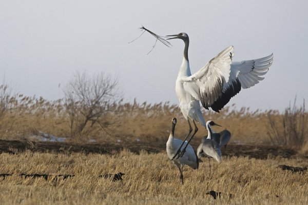 Журавли ханка