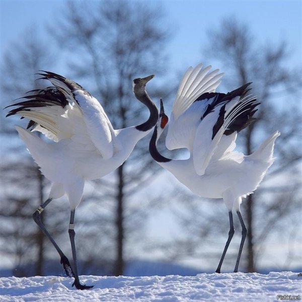 Птицы Якутии Стерх