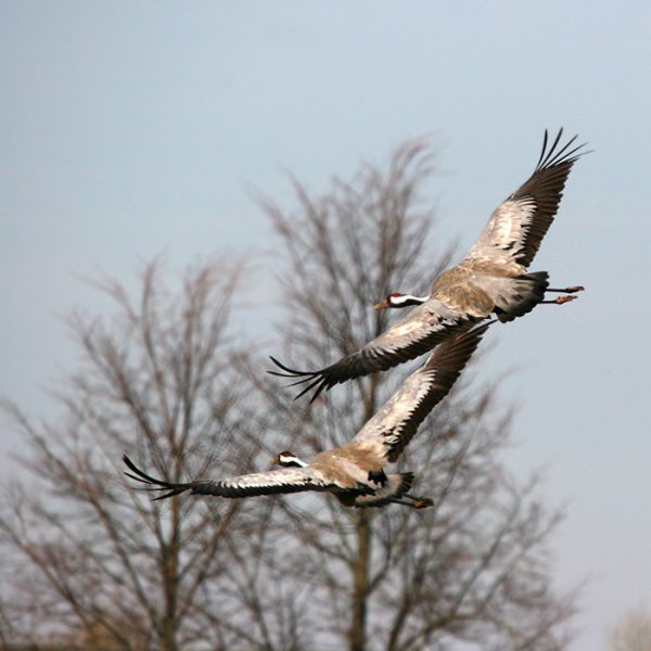 Журавли прилетают весной