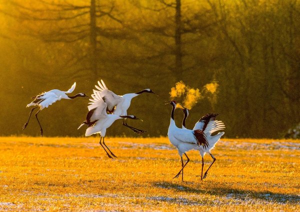 Весна Журавли