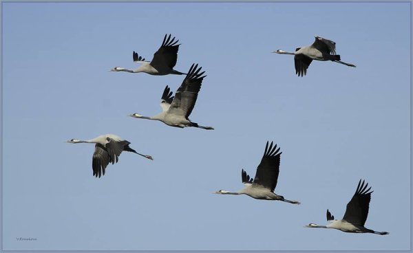 Талдом Журавли