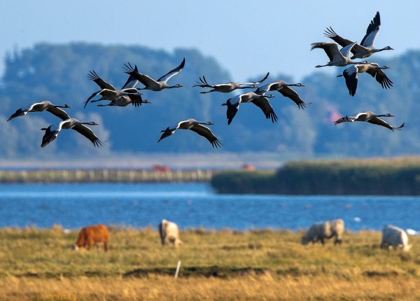 Мигрирующие птицы