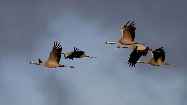 Прилет журавлей