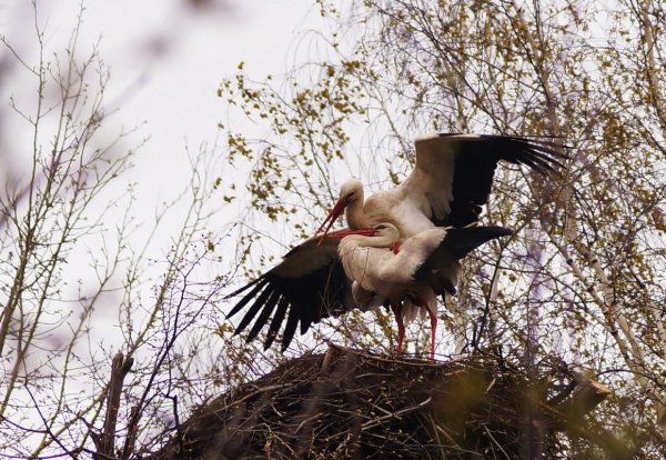 Аист в природе