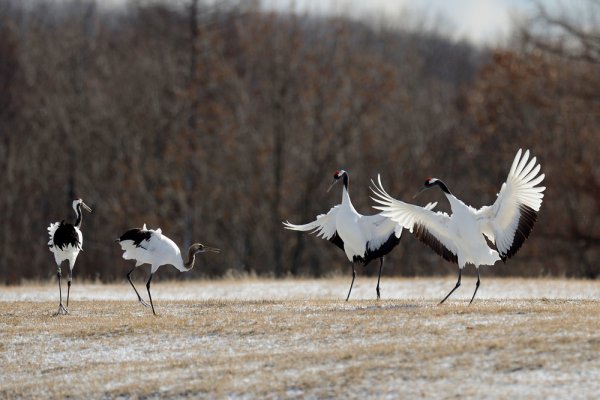 Кыталык Стерх