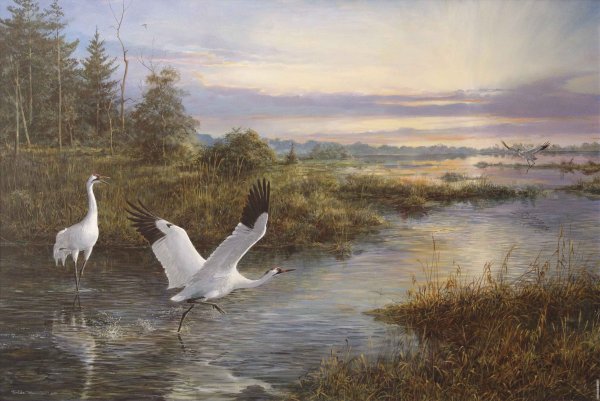 Шишкин болото Журавли