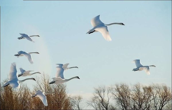 Гуси лебеди стая
