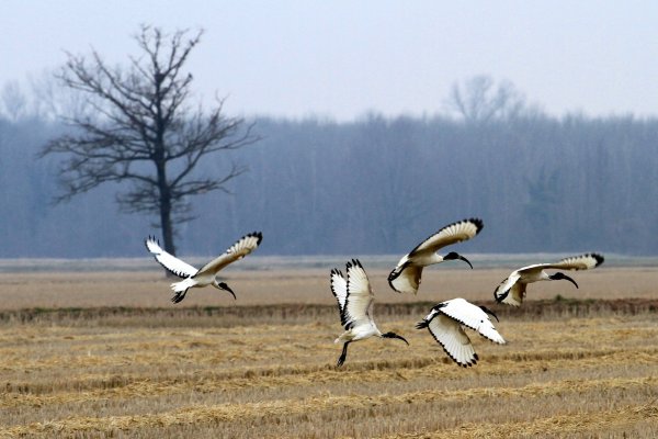 Дарвинский заповедник серый журавль