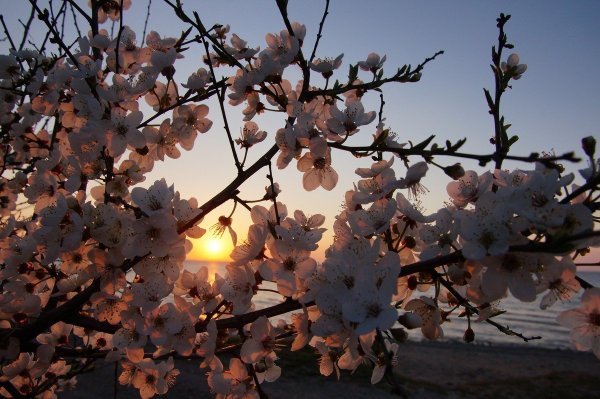 Весенняя ночь