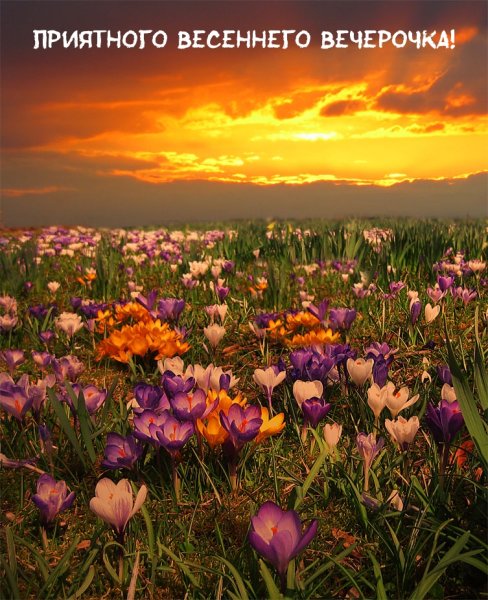 Рассвет в цветочном поле