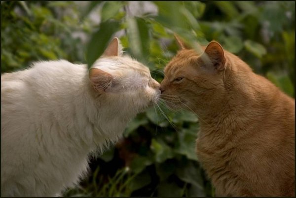 Котики рыжие с белым
