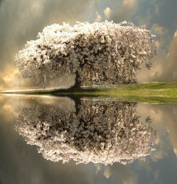 Отражение деревьев в воде