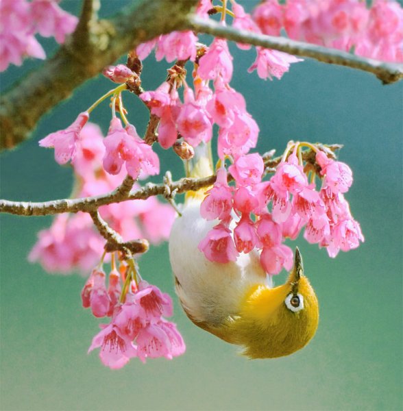 Весенние цветы и птицы