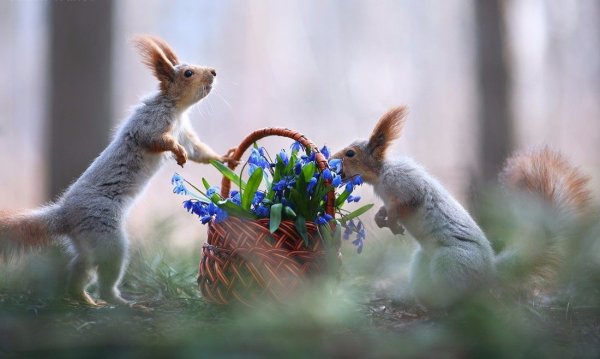 Природа Япония Весна