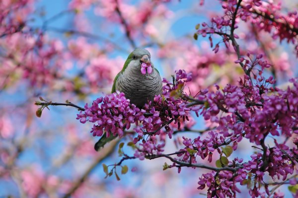 Цветение вишни в Японии
