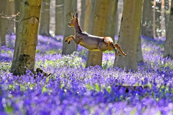 Весеннее настроение