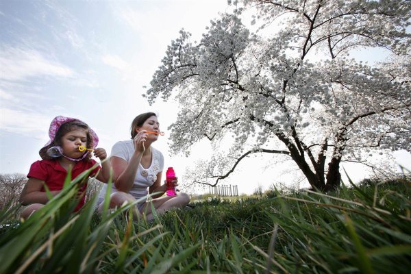 Капелька на цветке