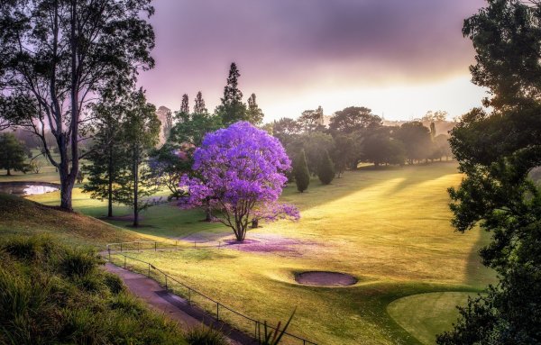 Яркие весенние цветы