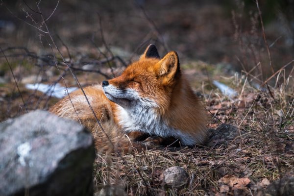 Лисы весной картинки