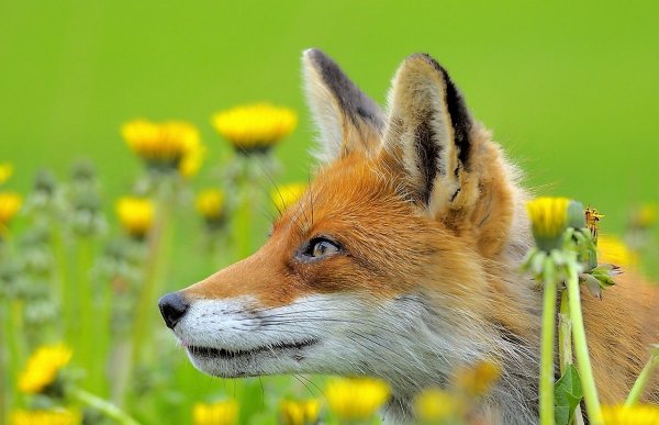 Лиса весной