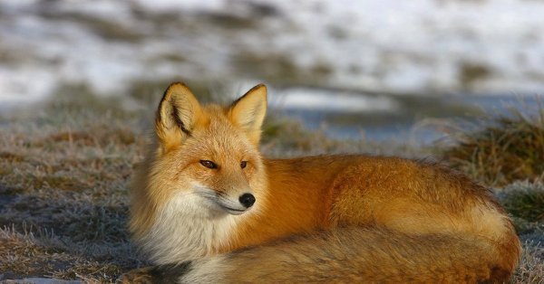 Лисица весной