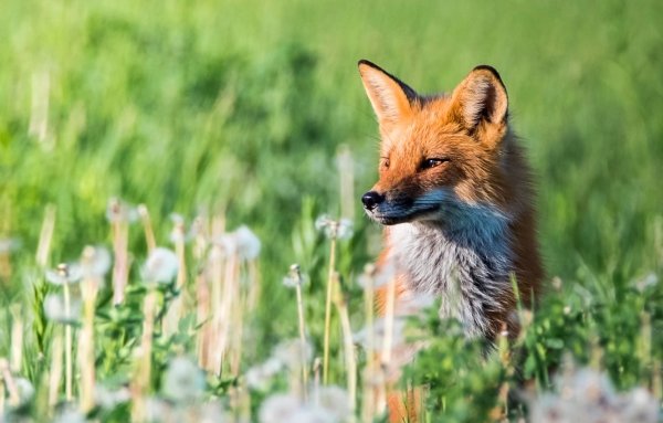 Лиса весной