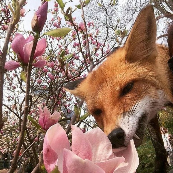 Лисенок в цветах