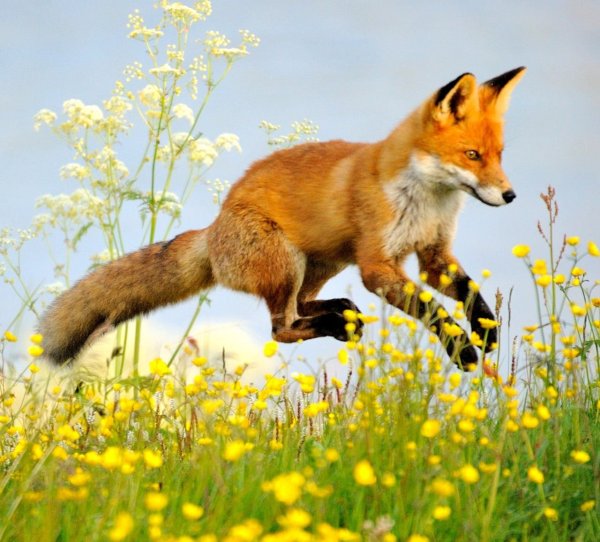 Лисенок летом