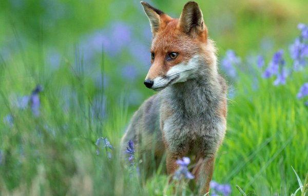 Лисица весной