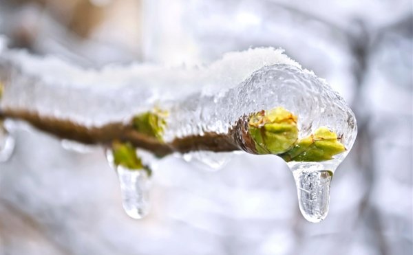 Прохор Весновей, Харлампий