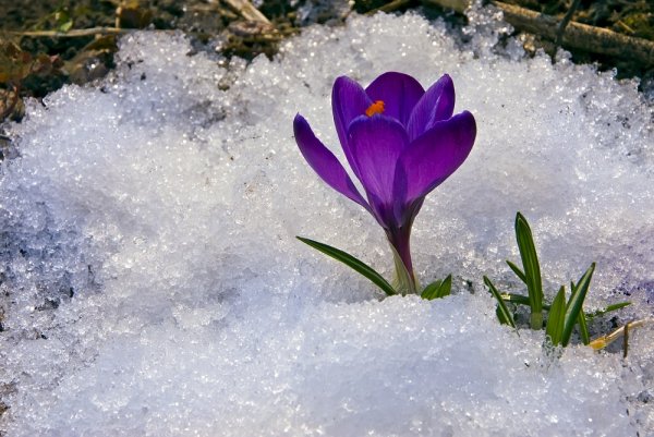 Весеннее потепление