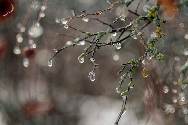 Февральская оттепель