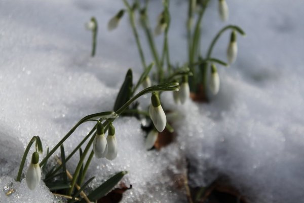 Потепление Весна
