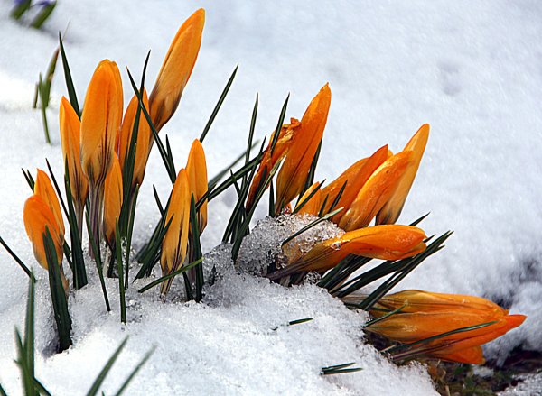 Оттепель природа