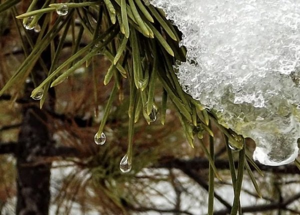Оттепель капель первая трава