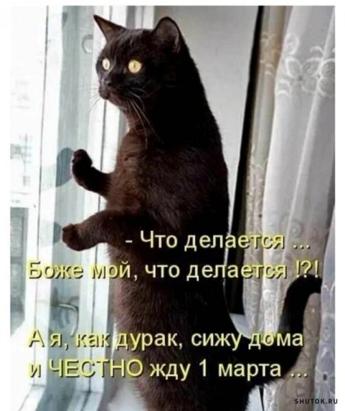 Шутки про мартовских котов