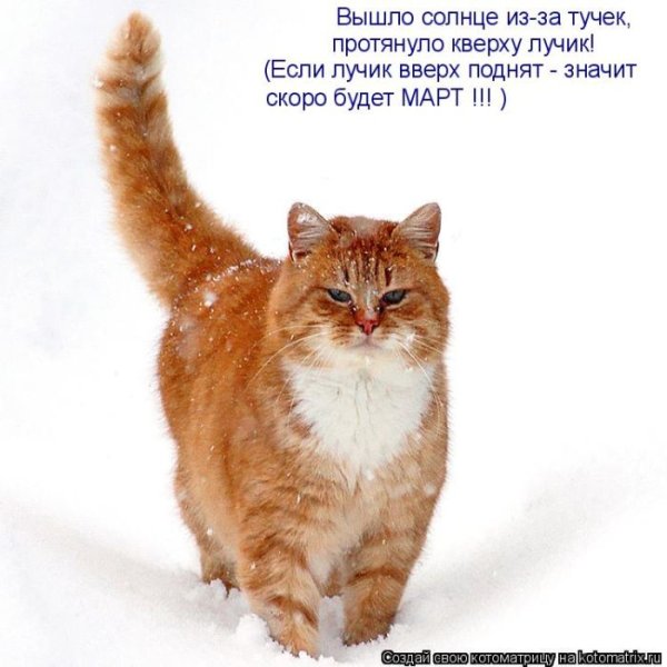 Мартовские кошки приколы
